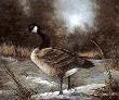 Canadian Goose Study by Jamie Carter Limited Edition Print