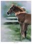 Emily And The Foal by Lesley Harrison Limited Edition Print
