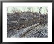 Slash And Burn, Thailand by Richard Davies Limited Edition Print