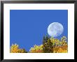 Full Moon, Setting Behind Aspen Trees Gunnison National Forest, Colorado by Adam Jones Limited Edition Pricing Art Print