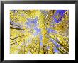 Skyward View, Up Through Quaking Aspen Trees In Autumn Gu Nnison National Forest, Colorado by Adam Jones Limited Edition Print