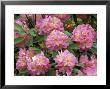 Rhododendron Garden, Portland, Oregon, Usa by Adam Jones Limited Edition Pricing Art Print