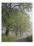 Hyatt Lane, Cades Cove, Great Smoky Mountains National Park, Tennessee, Usa by Adam Jones Limited Edition Print