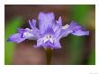 Crested Dwarf Iris, Great Smoky Mountains National Park, Tennessee, Usa by Adam Jones Limited Edition Print