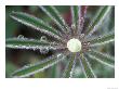 Dew Drops On Lupine Foliage, Sierra Valley, California, Usa by Adam Jones Limited Edition Print