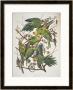 Carolina Parakeet, From Birds Of America, 1829 by John James Audubon Limited Edition Print