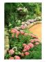 Hydrangea, Cincinnati, Ohio by Adam Jones Limited Edition Print