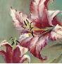 Blooming Lily by Brent Heighton Limited Edition Pricing Art Print