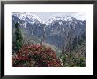 Rhododendrons In Bloom, Dhaula Dhar Range Of The Western Himalayas, Himachal Pradesh, India by David Poole Limited Edition Print