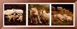 Wolf Family Portrait by Jim Brandenburg Limited Edition Pricing Art Print