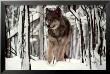 Timber Wolf by Jim Brandenburg Limited Edition Pricing Art Print