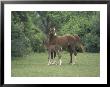 Arabian Mare And Colt, Oldham County, Kentucky, Usa by Adam Jones Limited Edition Print