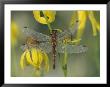 Dew-Covered Climber Dragonfly by Adam Jones Limited Edition Print