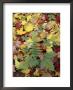 Lady Fern And Autumn Leaves, Great Smoky Mountains National Park, Tennessee, Usa by Adam Jones Limited Edition Print