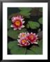 Hybrid Waterlillys, Indiana, Usa by Adam Jones Limited Edition Print