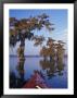 Kayak Exploring The Swamp, Atchafalaya Basin, New Orleans, Louisiana, Usa by Adam Jones Limited Edition Print