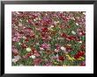 Pattern In Poppies, Kentucky, Usa by Adam Jones Limited Edition Print