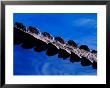 American Alligator Tail Details, Everglades National Park, Florida, Usa by Adam Jones Limited Edition Pricing Art Print