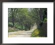 Old Iron Works Road, Lexington, Kentucky, Usa by Adam Jones Limited Edition Print