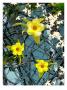 Urban Flower Iii by Miguel Paredes Limited Edition Print