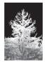 Platinum Trees Iii by Miguel Paredes Limited Edition Print