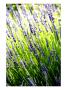 Meridiam I by Miguel Paredes Limited Edition Print