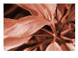 Sepia Oscura Iii by Miguel Paredes Limited Edition Print