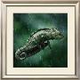 Cameleon by Steve Bloom Limited Edition Print