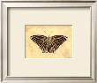 Butterfly Iii by Steve Butler Limited Edition Print