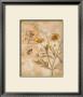 Flora Bumble Bee by Paul Brent Limited Edition Print