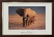 Amboseli Crossing by Thomas Mangelsen Limited Edition Print