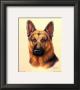 German Shepherd by Judy Gibson Limited Edition Pricing Art Print