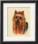 Yorkshire Terrier by Judy Gibson Limited Edition Pricing Art Print