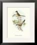 Rhopophilus Pekinensis by John Gould Limited Edition Print