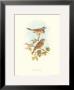 Emberiza Fucata by John Gould Limited Edition Print