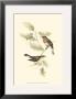 Red-Breasted Fly-Catcher by John Gould Limited Edition Print