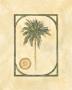Date Palm by David Nichols Limited Edition Pricing Art Print