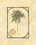 Date Palm by David Nichols Limited Edition Print