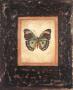 Sierra Leone Butterfly by Debra Swartzendruber Limited Edition Print