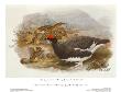 Ptarmigan In Summer Plumage by John Gould Limited Edition Print