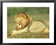 Lion, Panthera Leo, Masai Mara Game Reserve, Kenya by Adam Jones Limited Edition Pricing Art Print