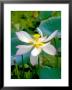 Lily Blossom, Barbados, Caribbean by Robin Hill Limited Edition Print