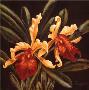 Orchids In Black I by Van Martin Limited Edition Pricing Art Print