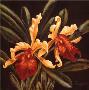 Orchids In Black I by Van Martin Limited Edition Print