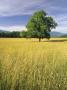 Single Tree In A Field, Cades Cove, Great Smoky Mountains National Park, Tennessee, Usa. by Adam Jones Limited Edition Print