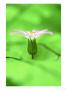 Sticky Geranium, Geranium Viscosissimum Oregon by Adam Jones Limited Edition Print