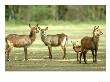 Defassa Waterbuck, Lake Nakuru National Park, Kenya by Adam Jones Limited Edition Pricing Art Print