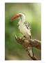 Red-Billed Hornbill, Tockus Erythrorhynchus, Kenya by Adam Jones Limited Edition Print