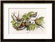 An Intruding Elf Makes Himself At Home In A Birds Nest by Richard Doyle Limited Edition Print