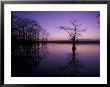 Baldcypress Trees At Sunset, Reelfoot National Wildlife Refuge, Tennessee, Usa by Adam Jones Limited Edition Print